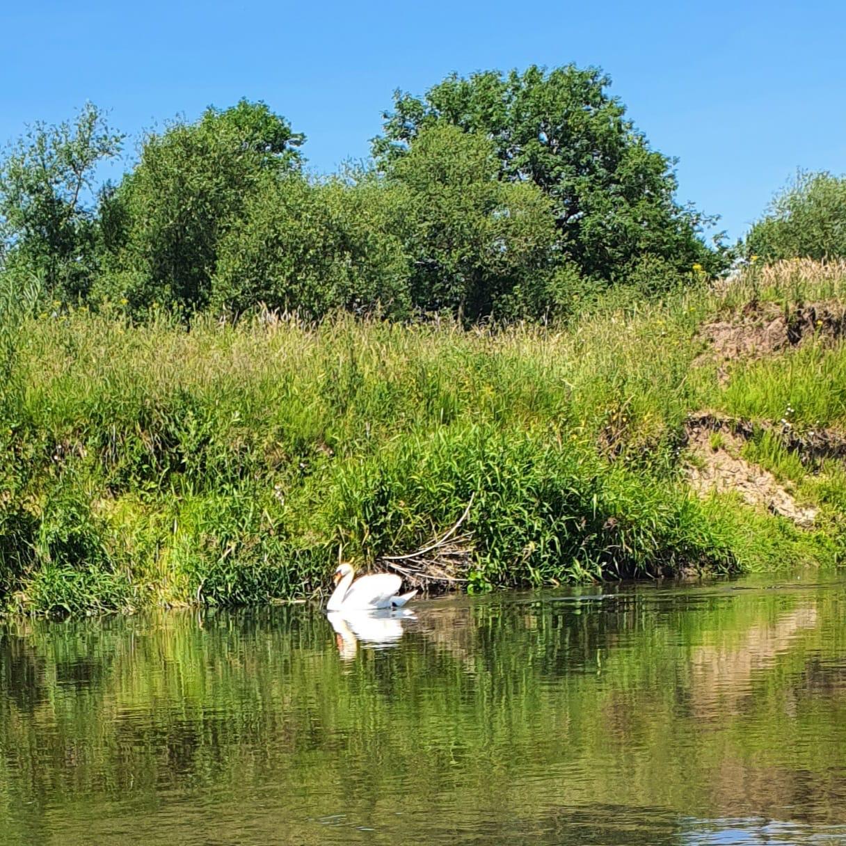 Schwan auf der Leine